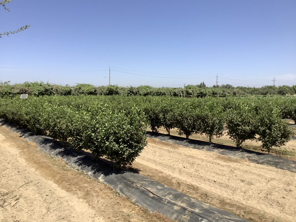 Rows of established tea plants under drip irrigation at the KAREC test plot
